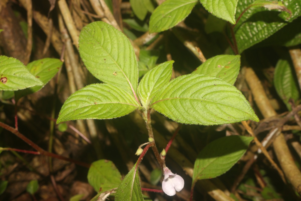 Impatiens truncata Thwaites