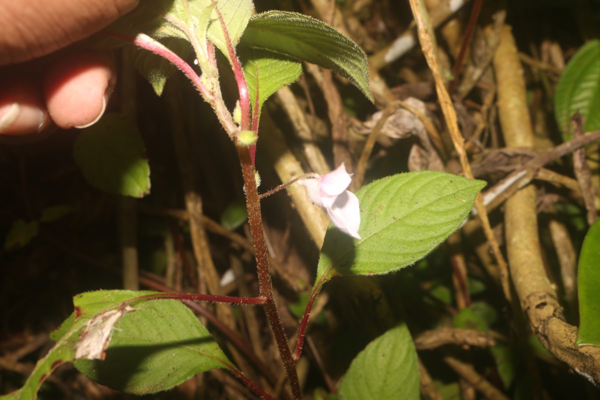 Impatiens truncata Thwaites