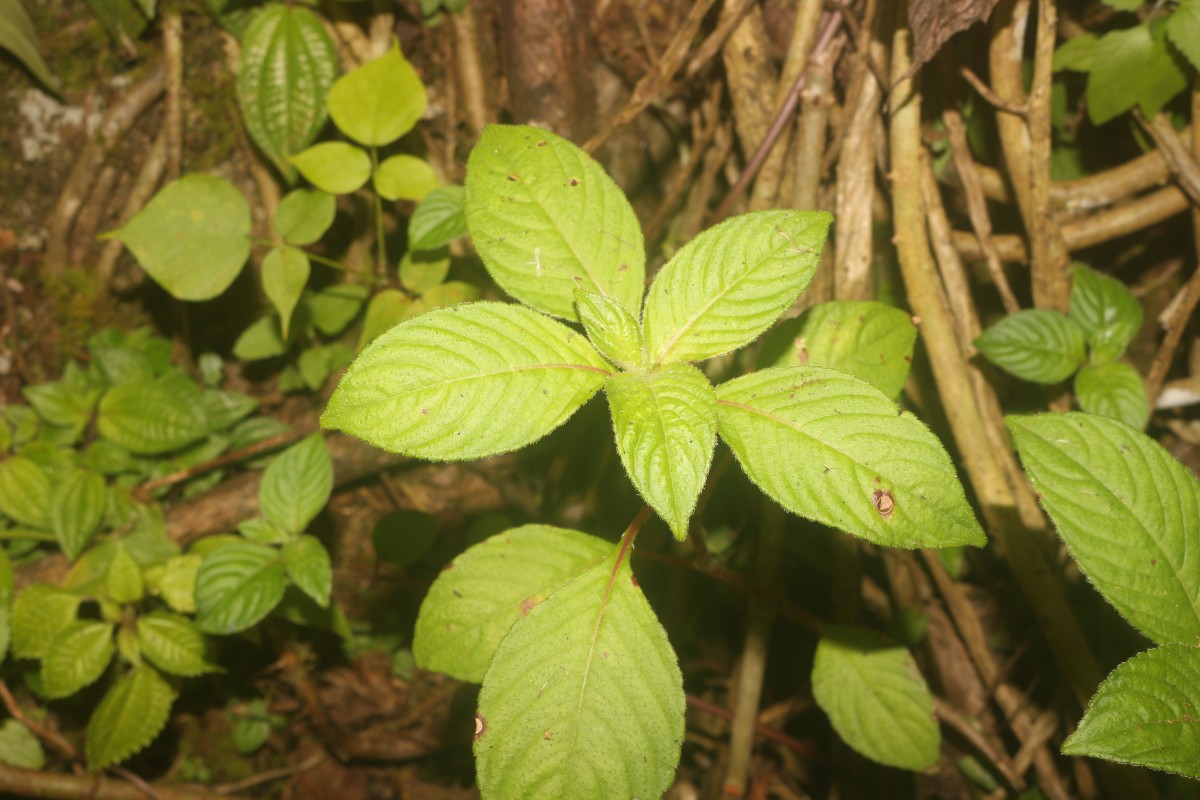 Impatiens truncata Thwaites
