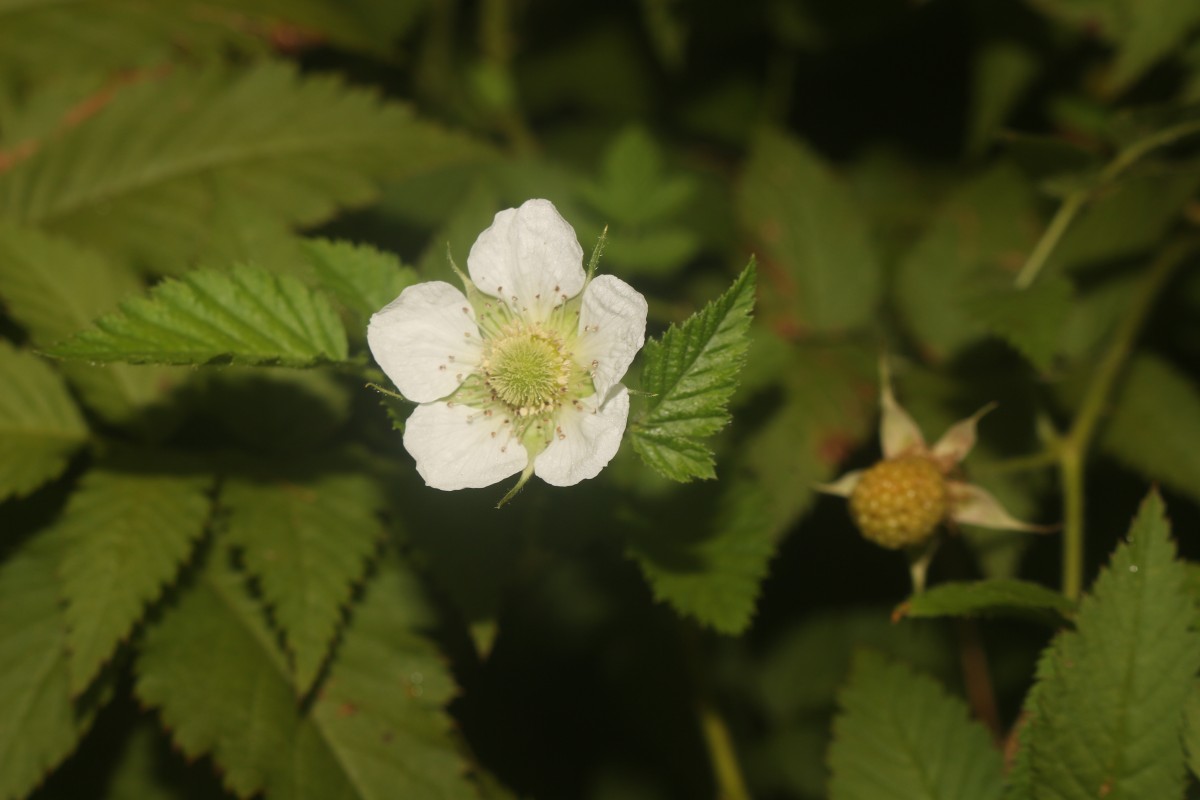 Rubus rosifolius Sm.