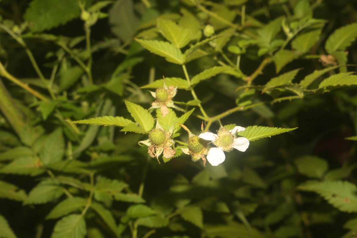 Rubus rosifolius Sm.