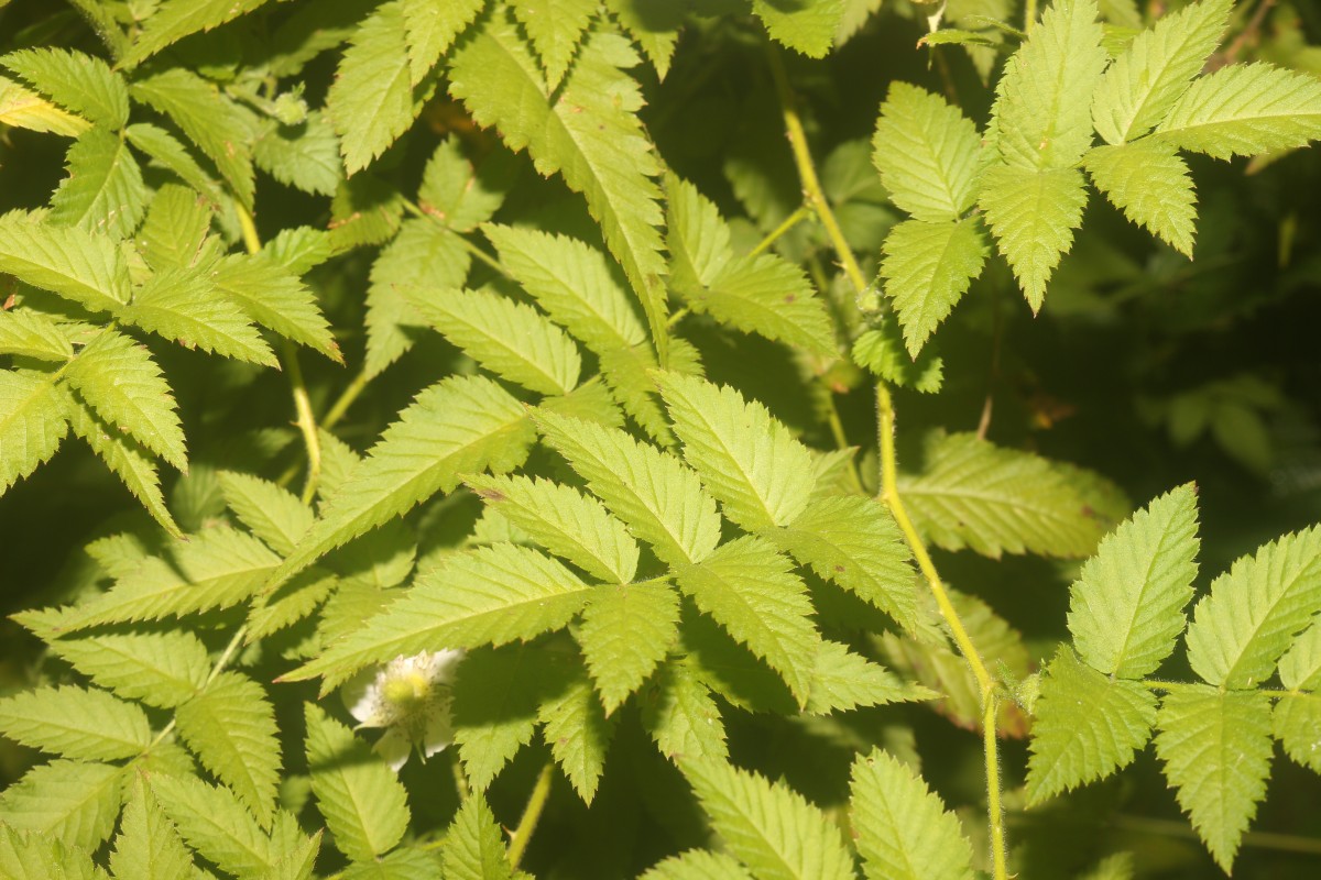 Rubus rosifolius Sm.
