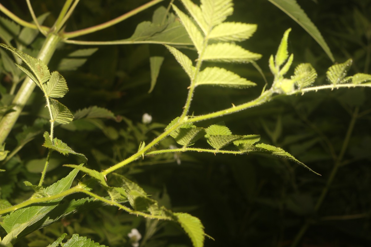 Rubus rosifolius Sm.