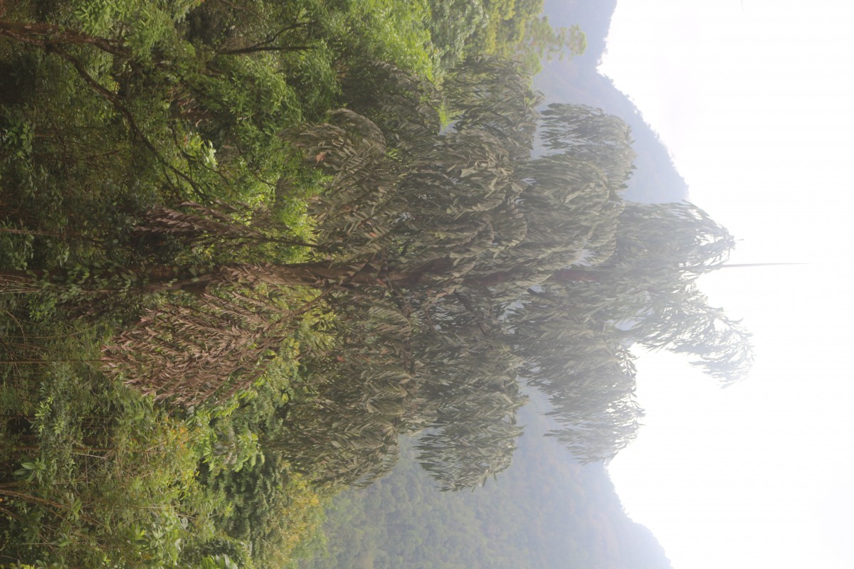 Caryota urens L.