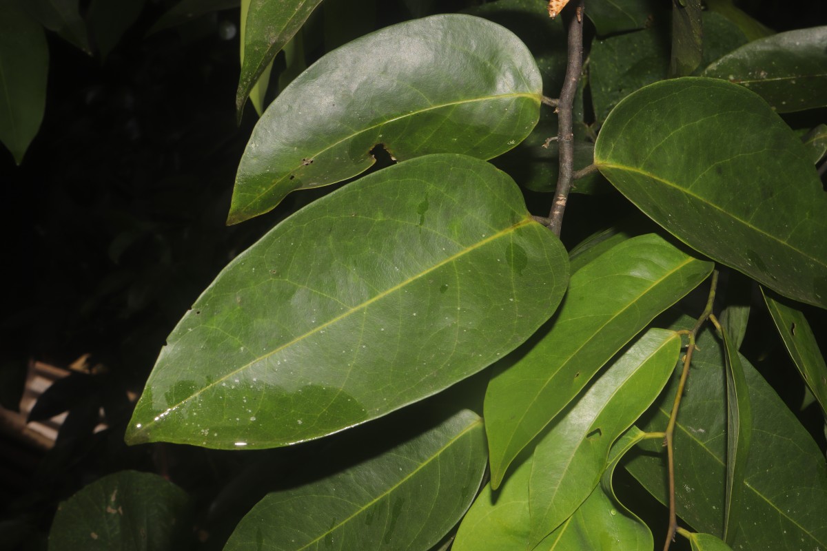 Xanthophyllum zeylanicum Meijden