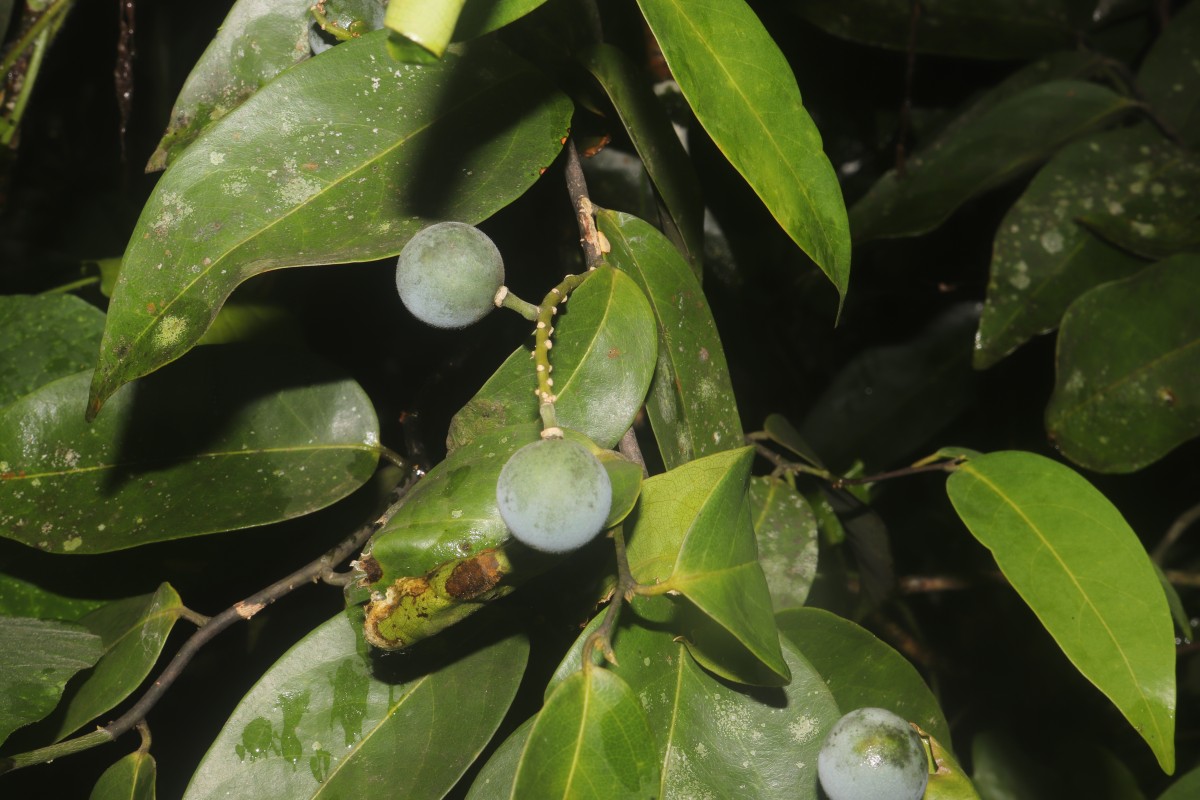 Xanthophyllum zeylanicum Meijden