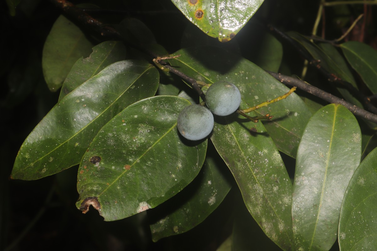 Xanthophyllum zeylanicum Meijden