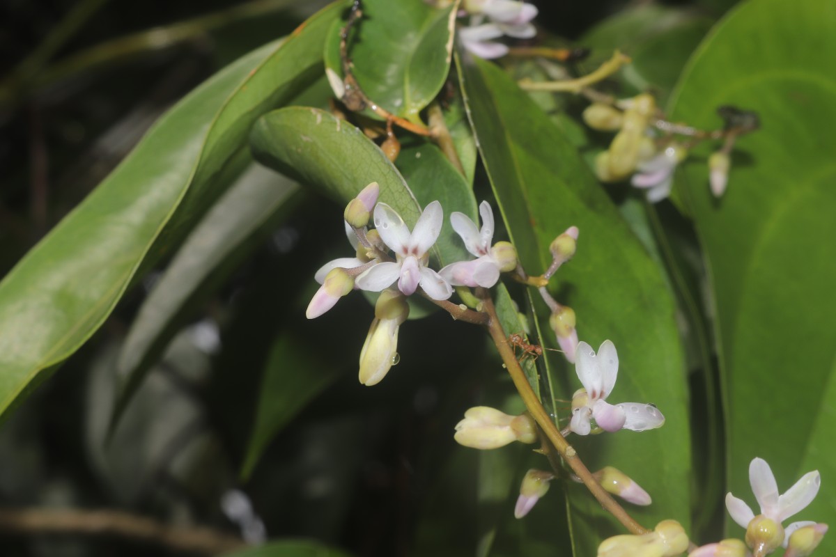 Xanthophyllum zeylanicum Meijden