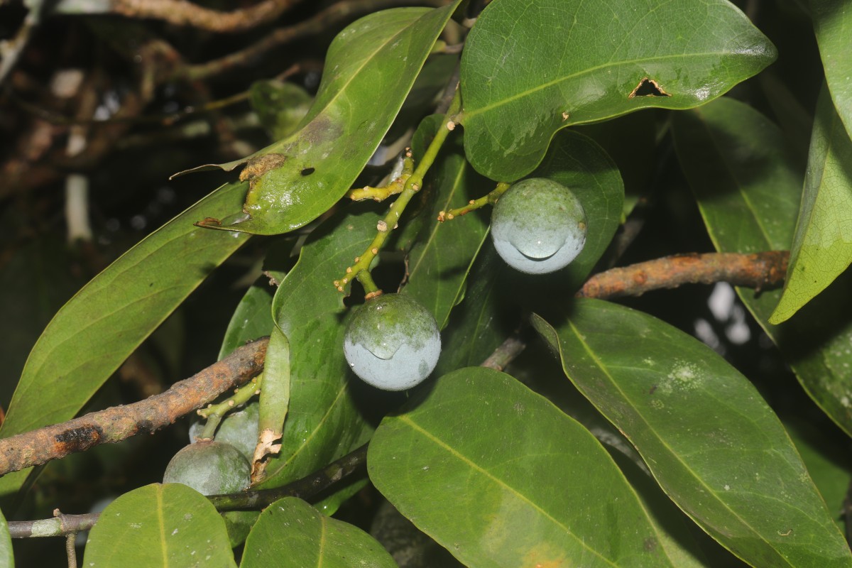 Xanthophyllum zeylanicum Meijden