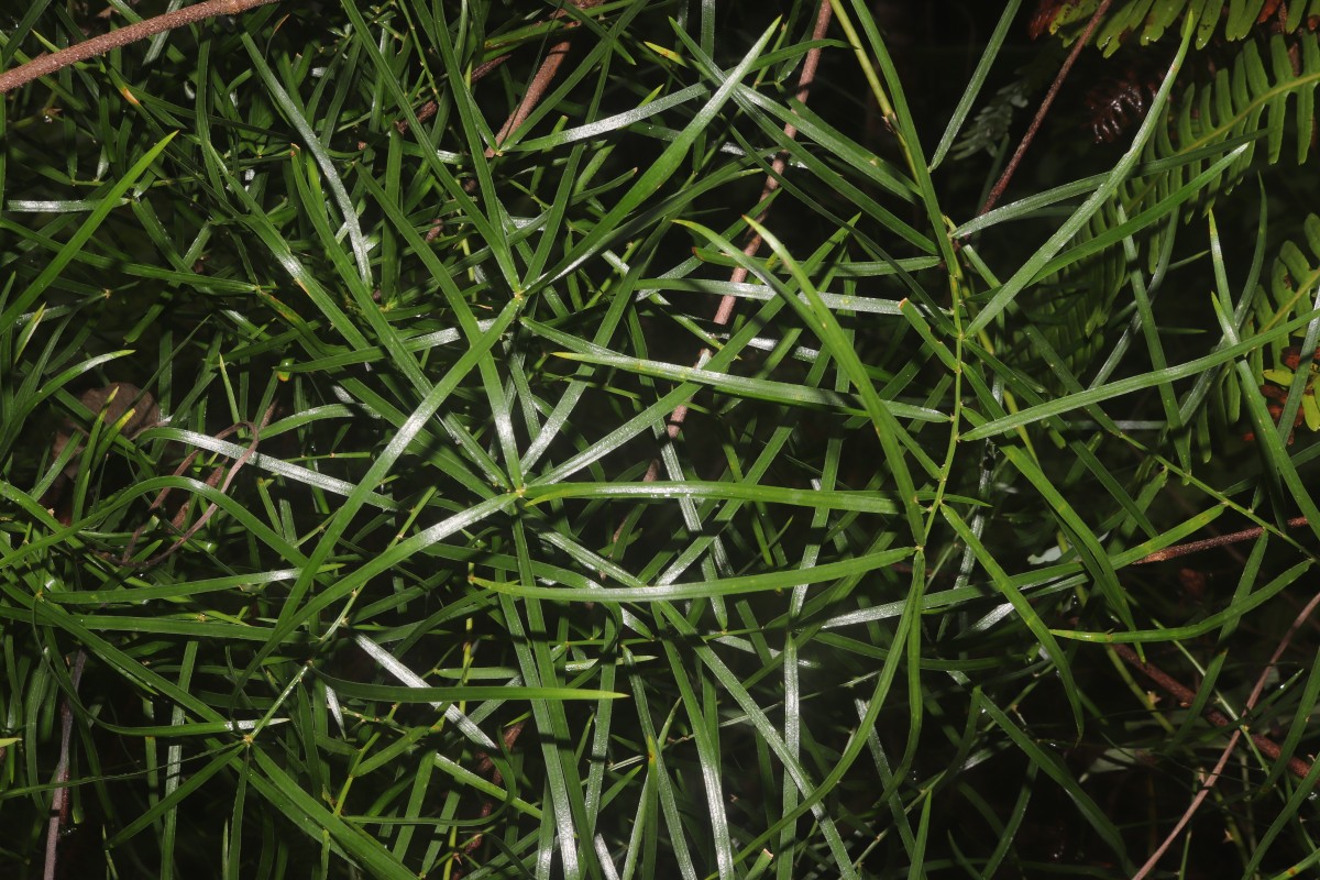 Asparagus falcatus L.
