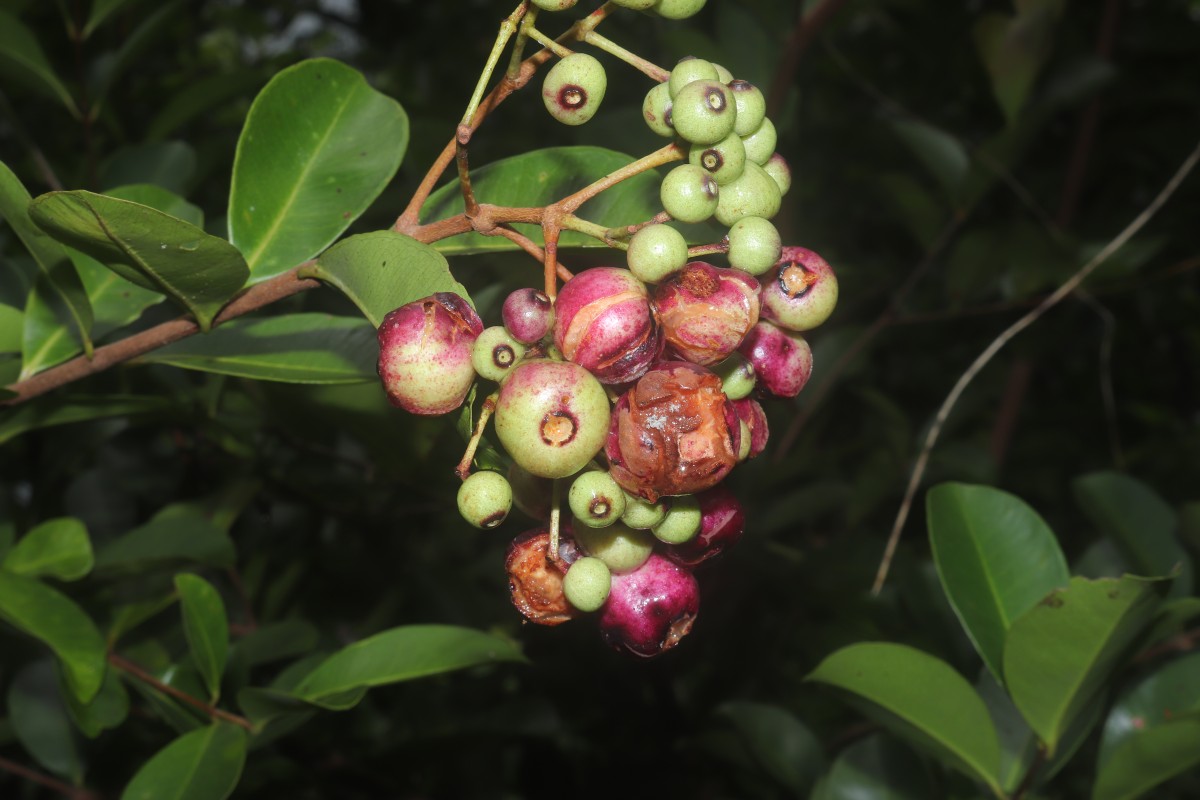Syzygium caryophyllatum (L.) Alston