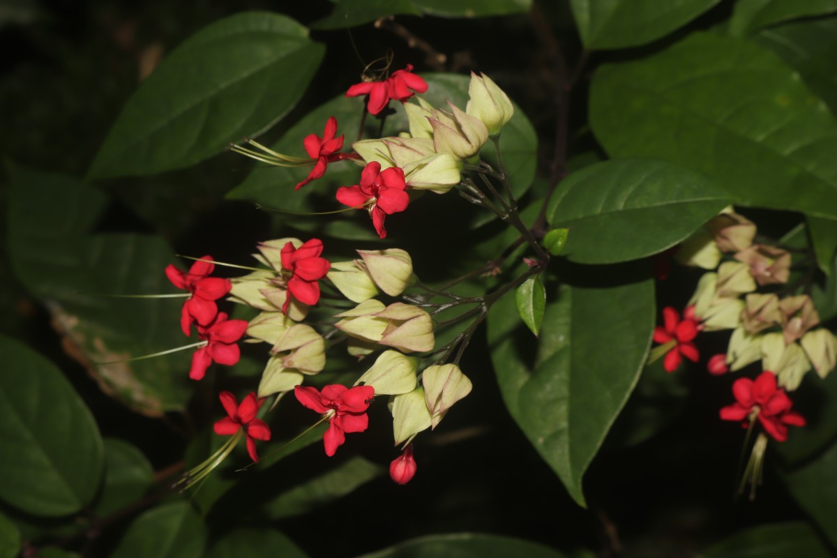 Clerodendrum × speciosum W.Bull