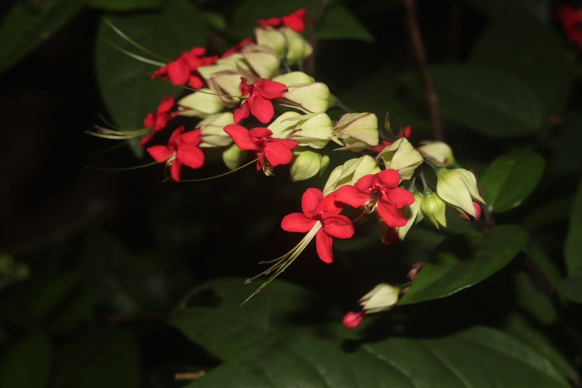 Clerodendrum × speciosum W.Bull