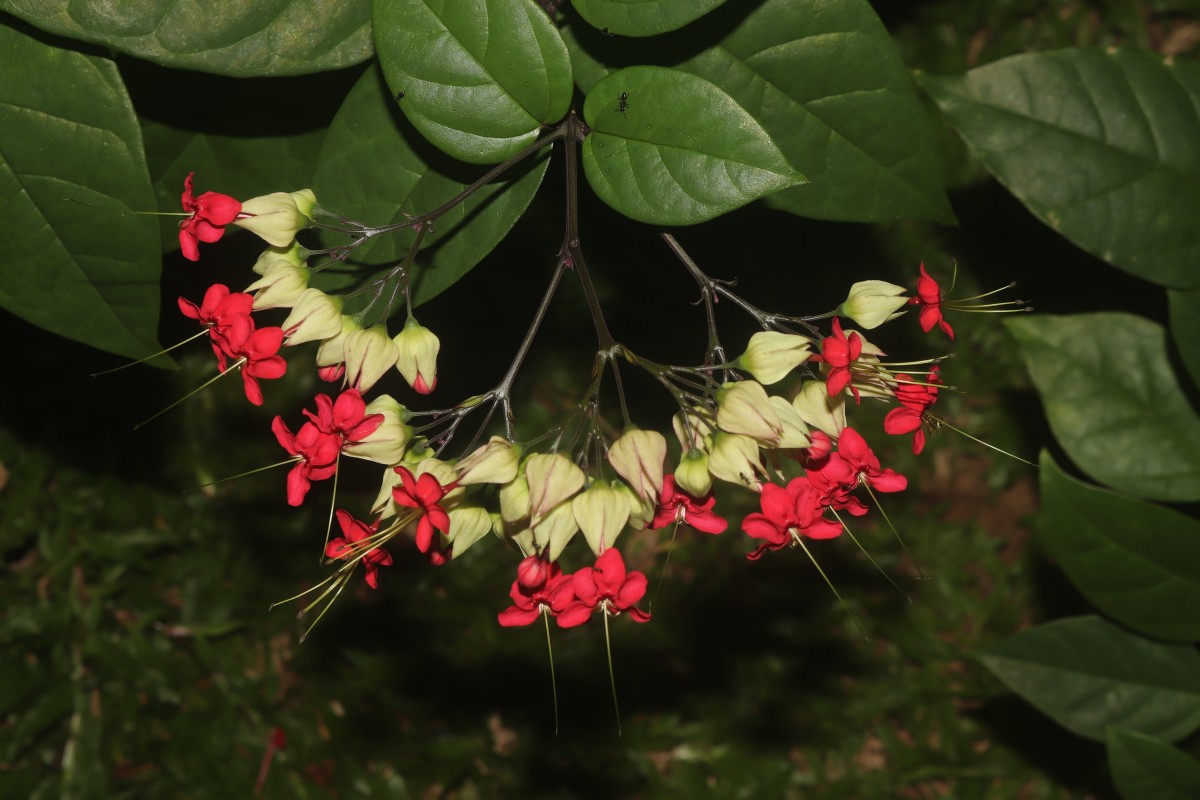 Clerodendrum × speciosum W.Bull