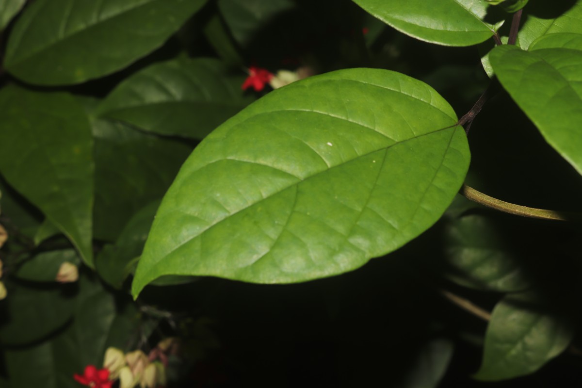 Clerodendrum × speciosum W.Bull