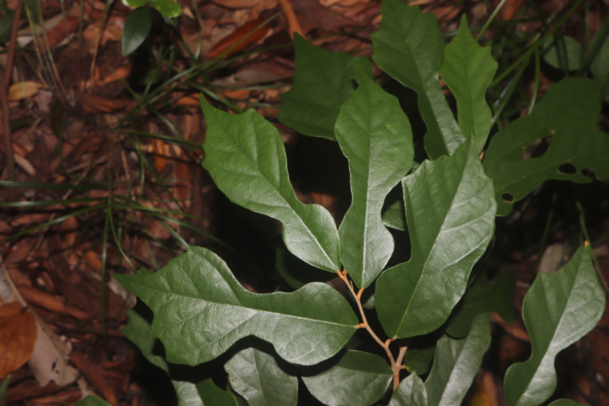 Pterospermum suberifolium (L.) Raeusch.