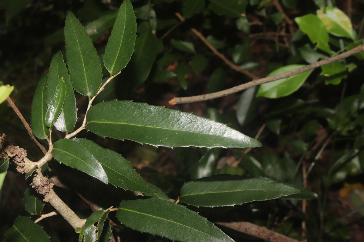 Drypetes sepiaria (Wight & Arn.) Pax & K.Hoffm.