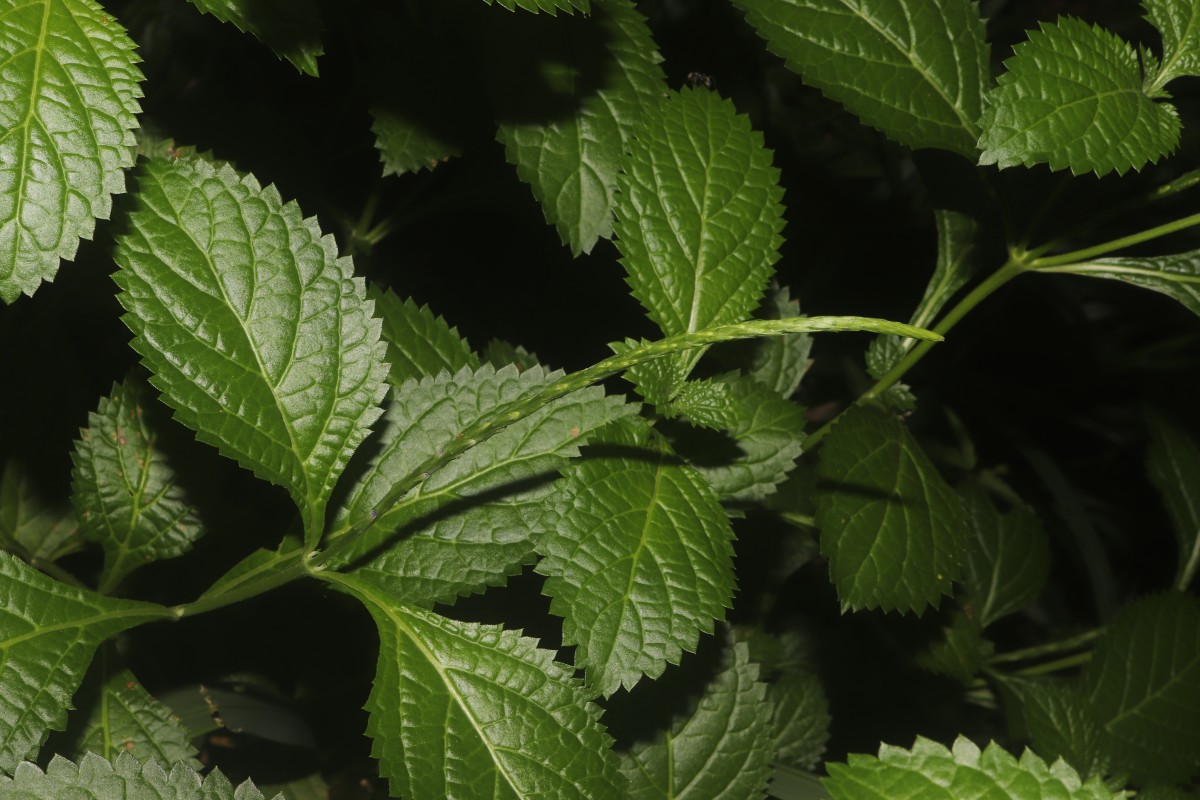 Stachytarpheta urticifolia Sims