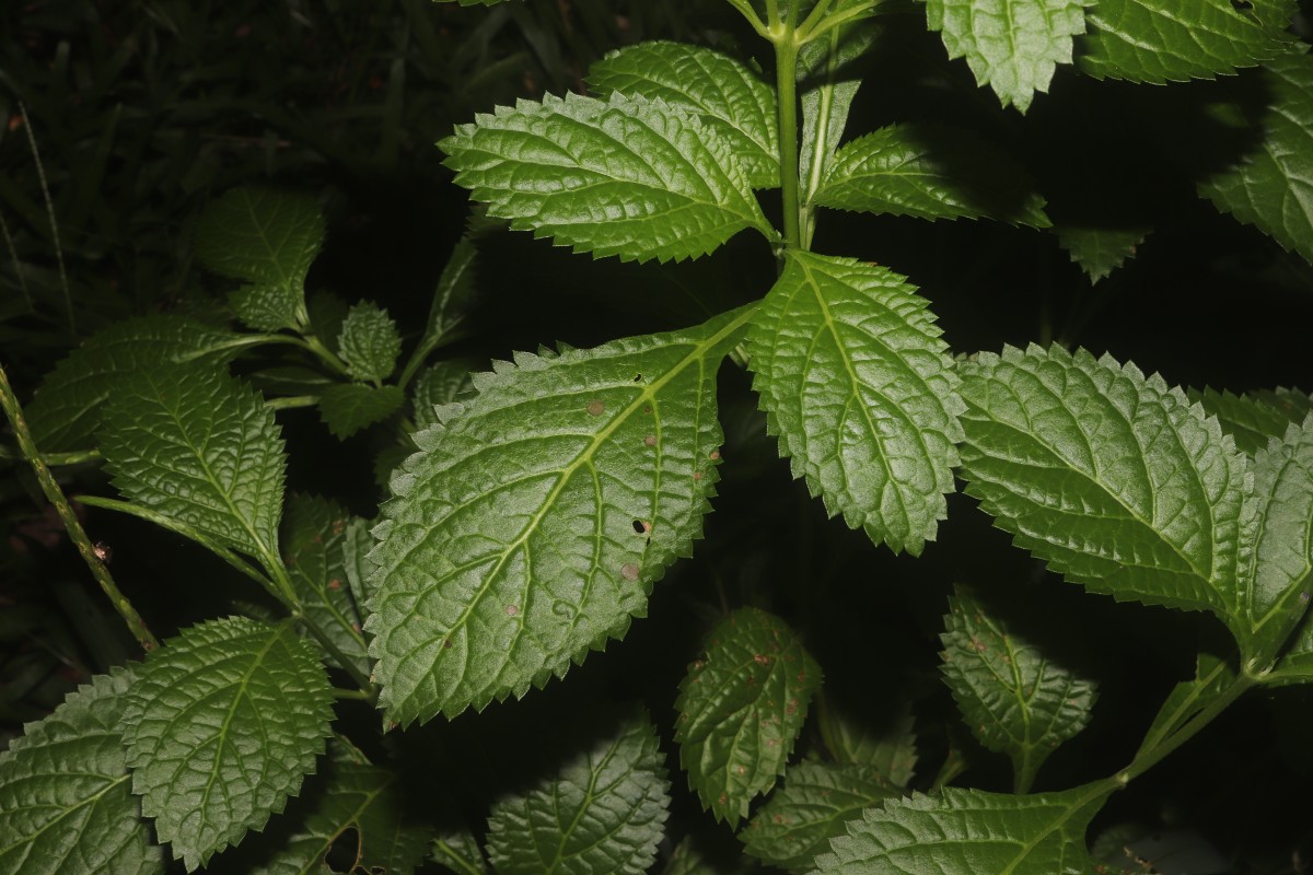 Stachytarpheta urticifolia Sims