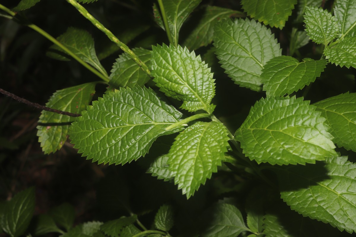 Stachytarpheta urticifolia Sims