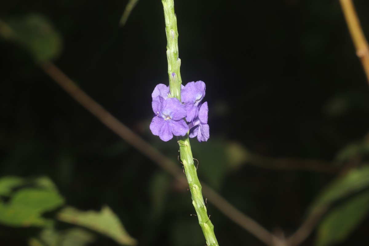Stachytarpheta urticifolia Sims