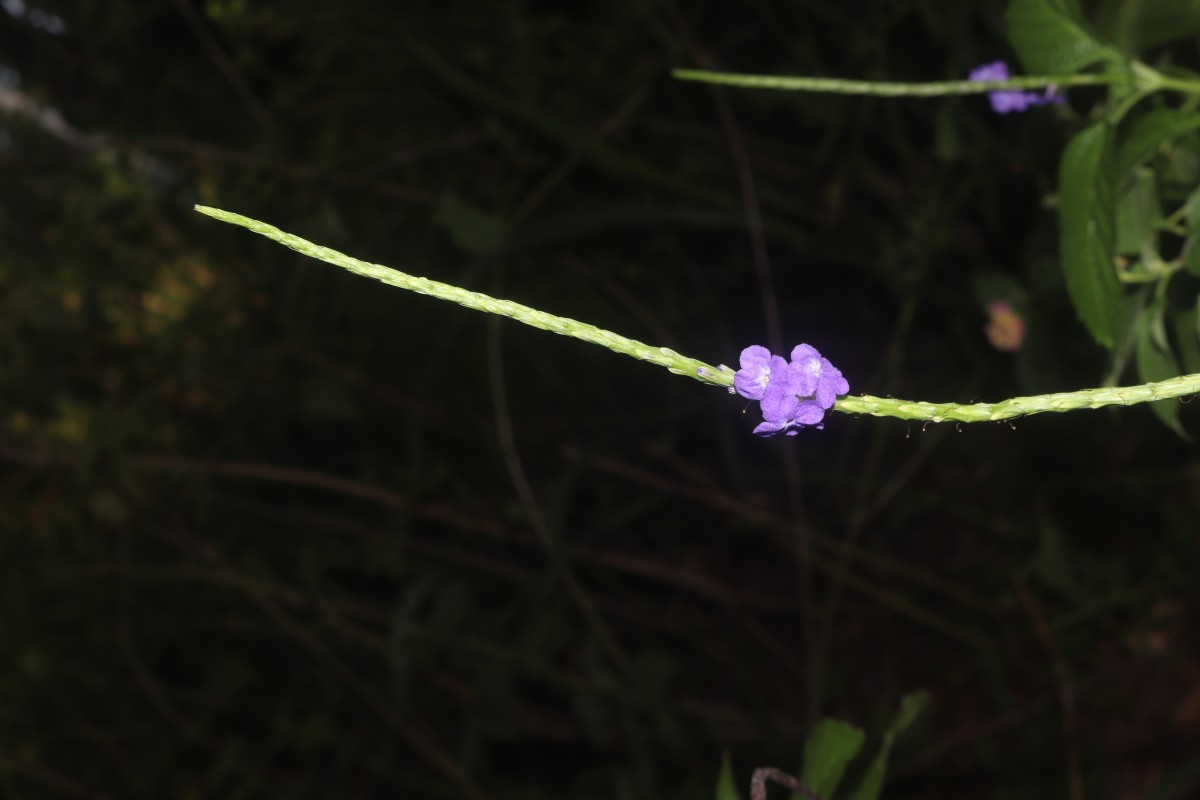 Stachytarpheta urticifolia Sims