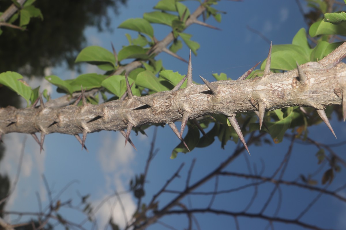 Canthium coromandelicum (Burm.f.) Alston