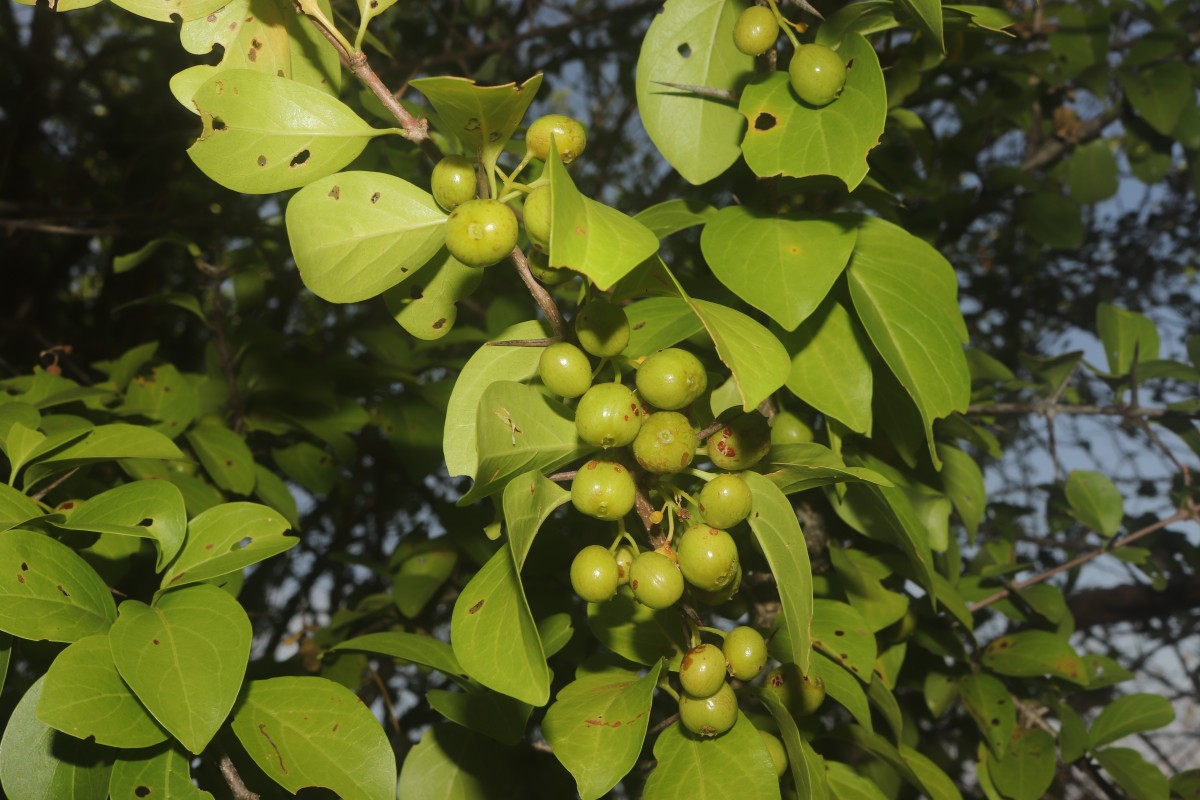 Canthium coromandelicum (Burm.f.) Alston