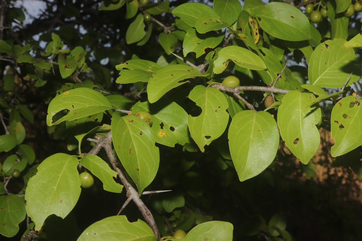 Canthium coromandelicum (Burm.f.) Alston