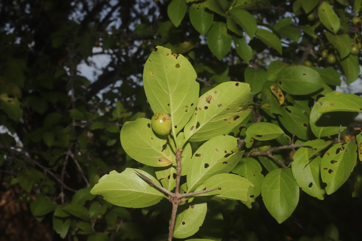 Canthium coromandelicum (Burm.f.) Alston