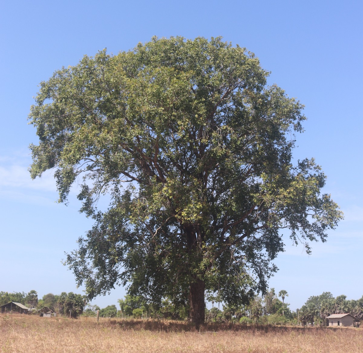 Syzygium cumini (L.) Skeels