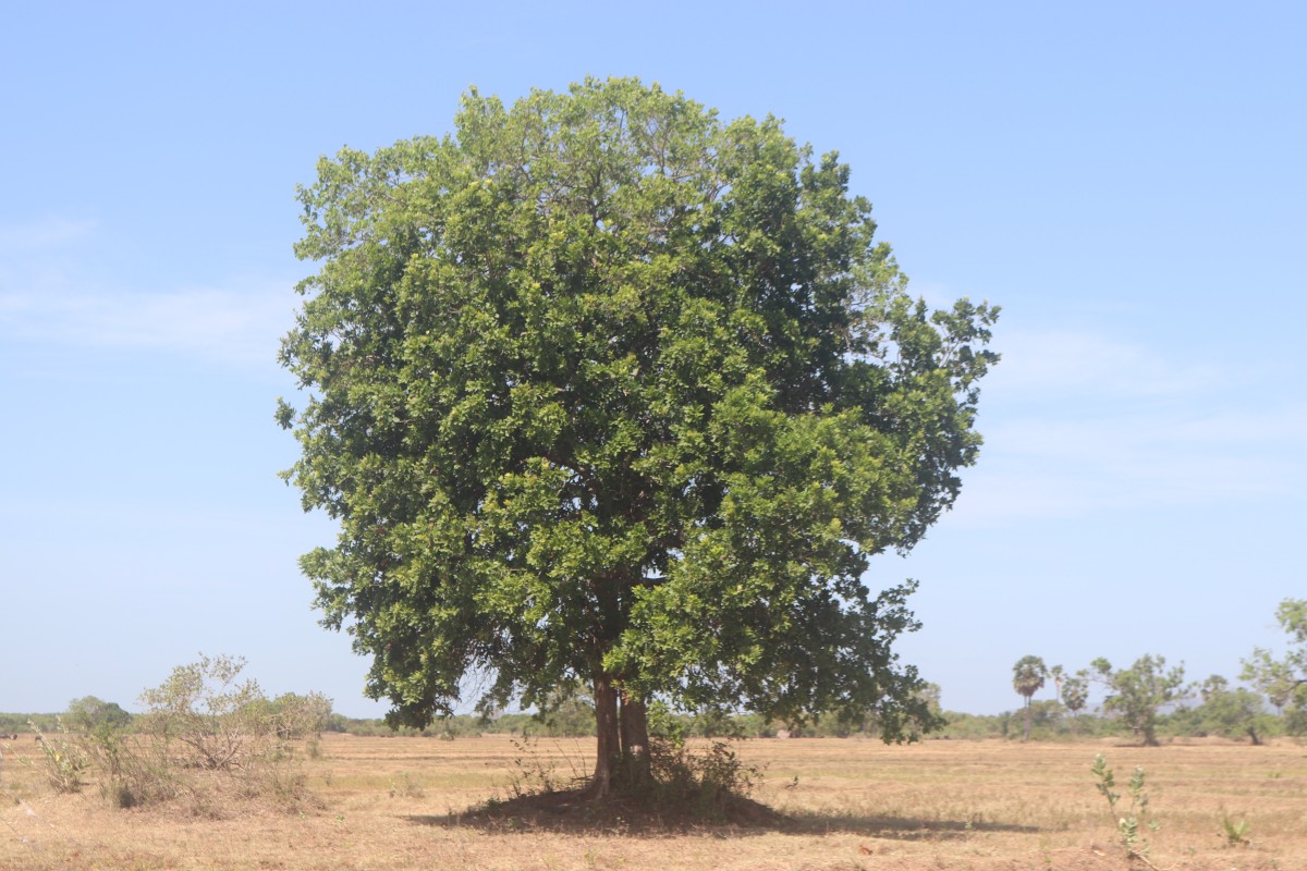 Schleichera oleosa (Lour.) Oken