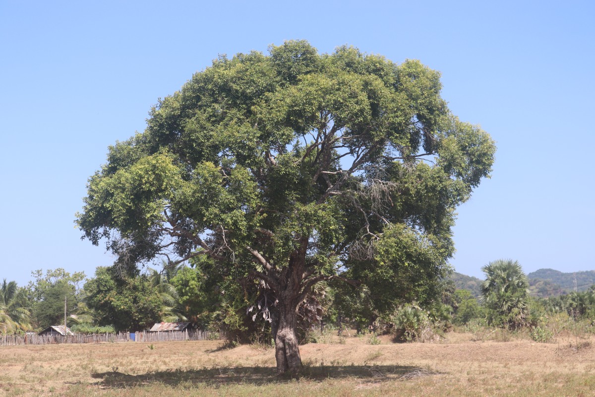 Syzygium cumini (L.) Skeels