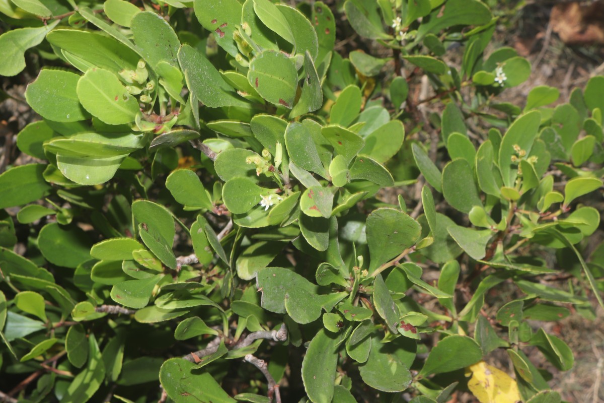 Lumnitzera racemosa Willd.