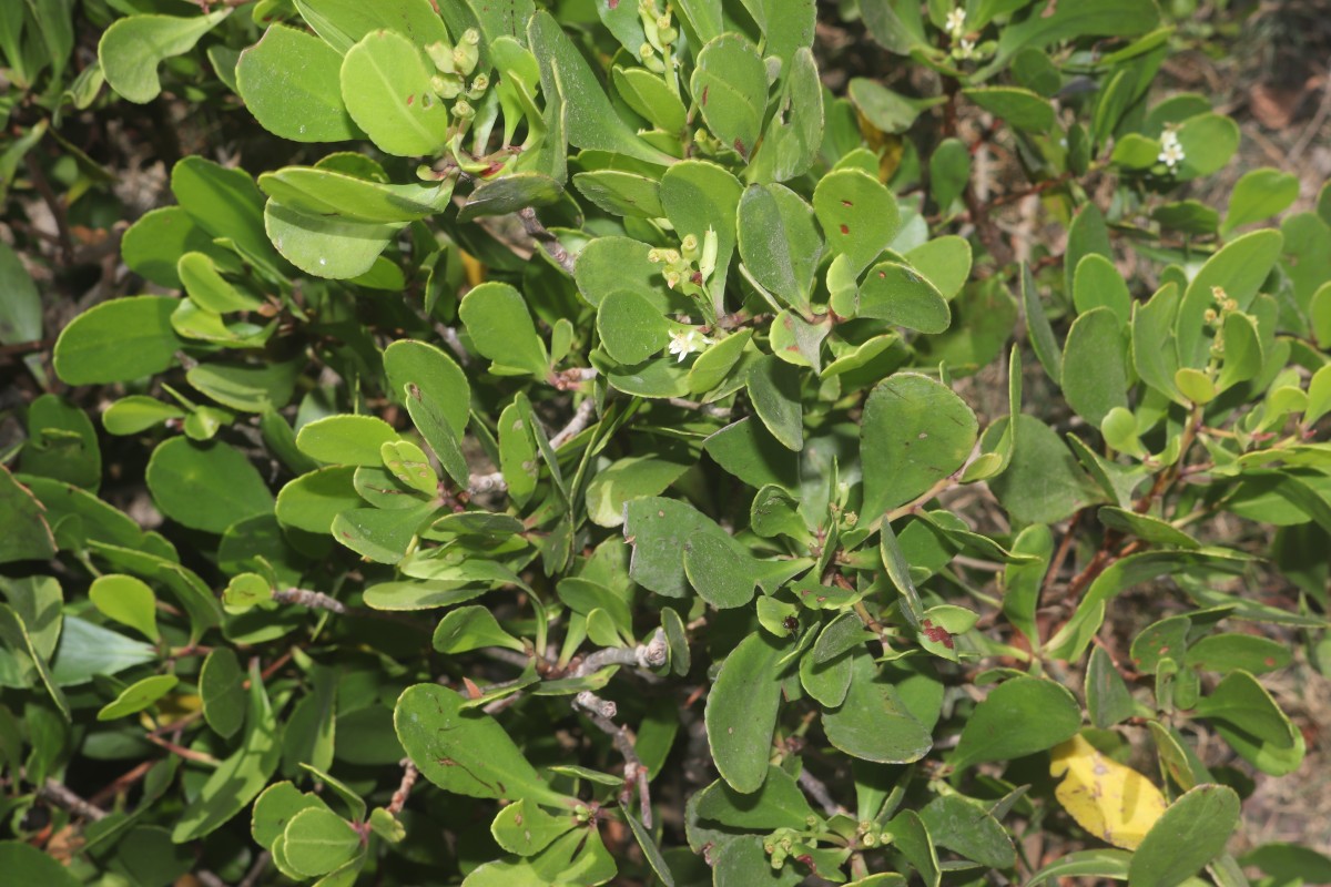 Lumnitzera racemosa Willd.