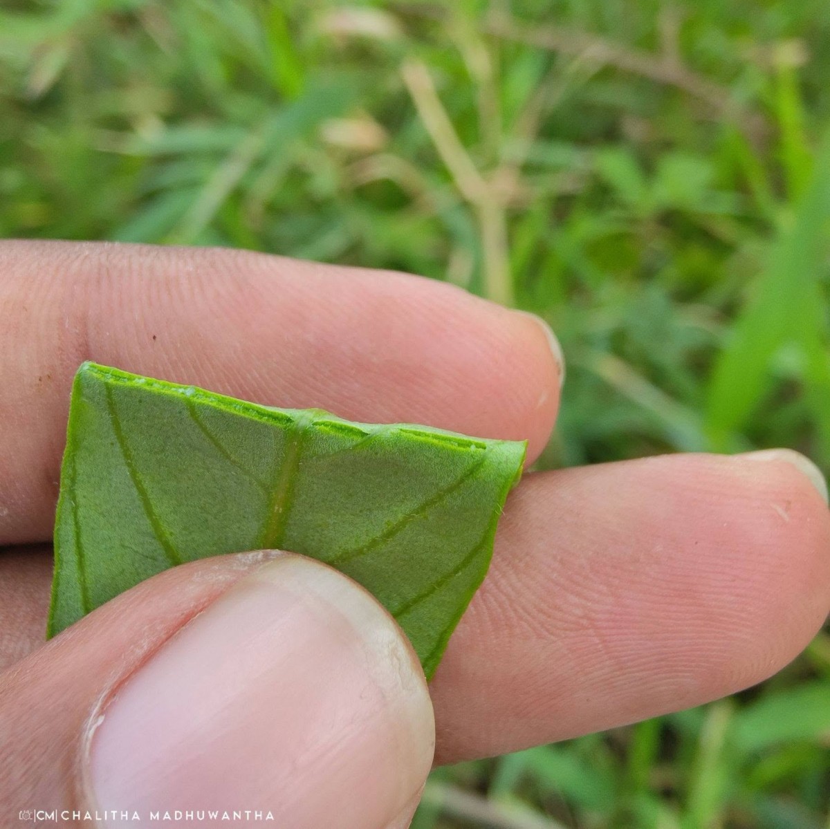 Aniseia martinicensis (Jacq.) Choisy
