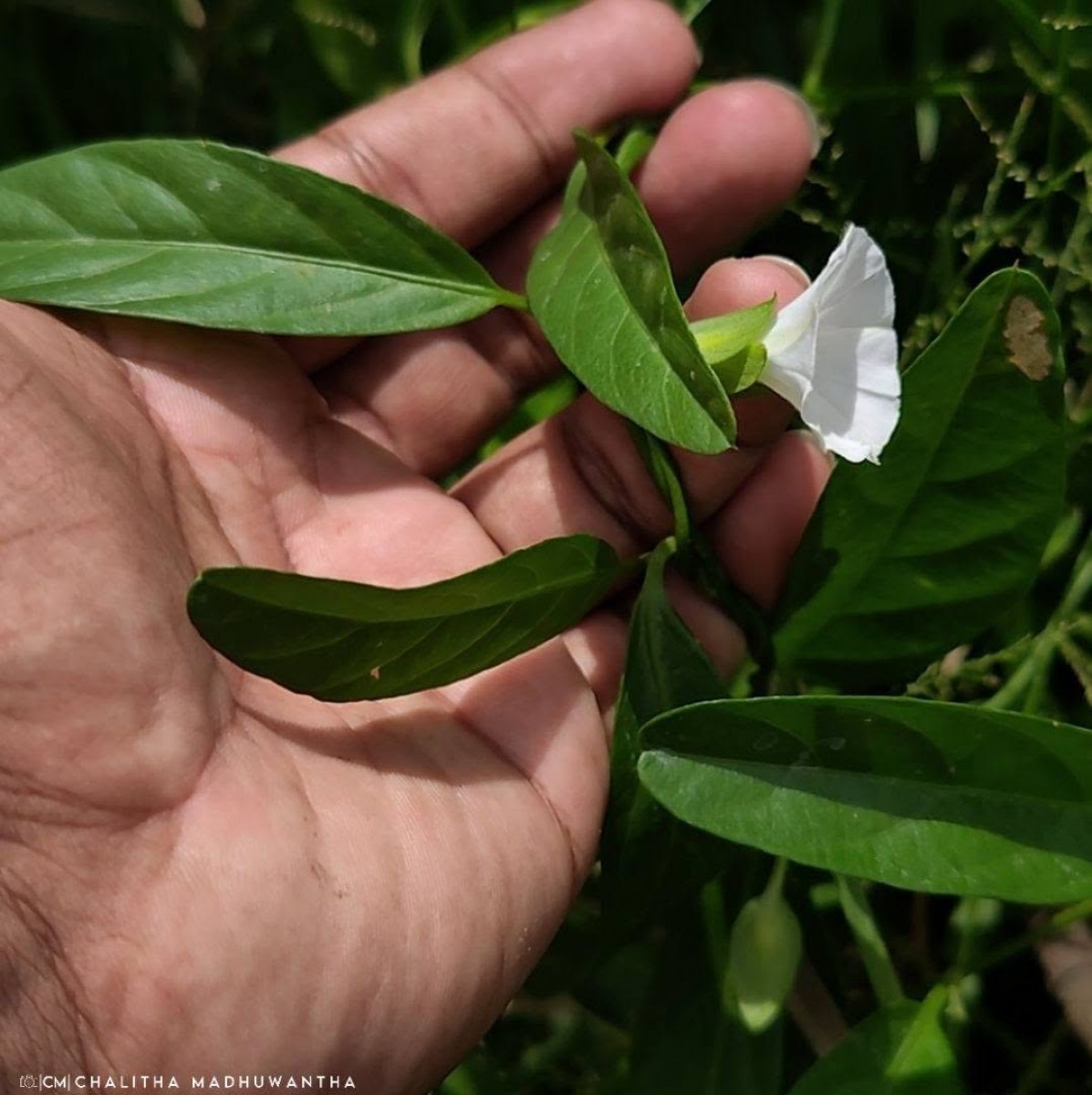 Aniseia martinicensis (Jacq.) Choisy