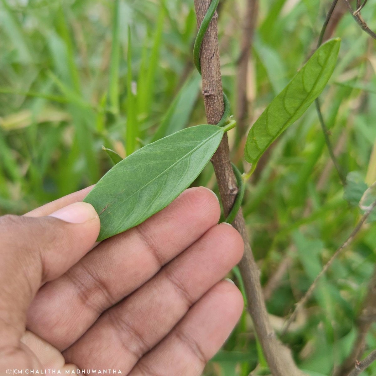 Aniseia martinicensis (Jacq.) Choisy