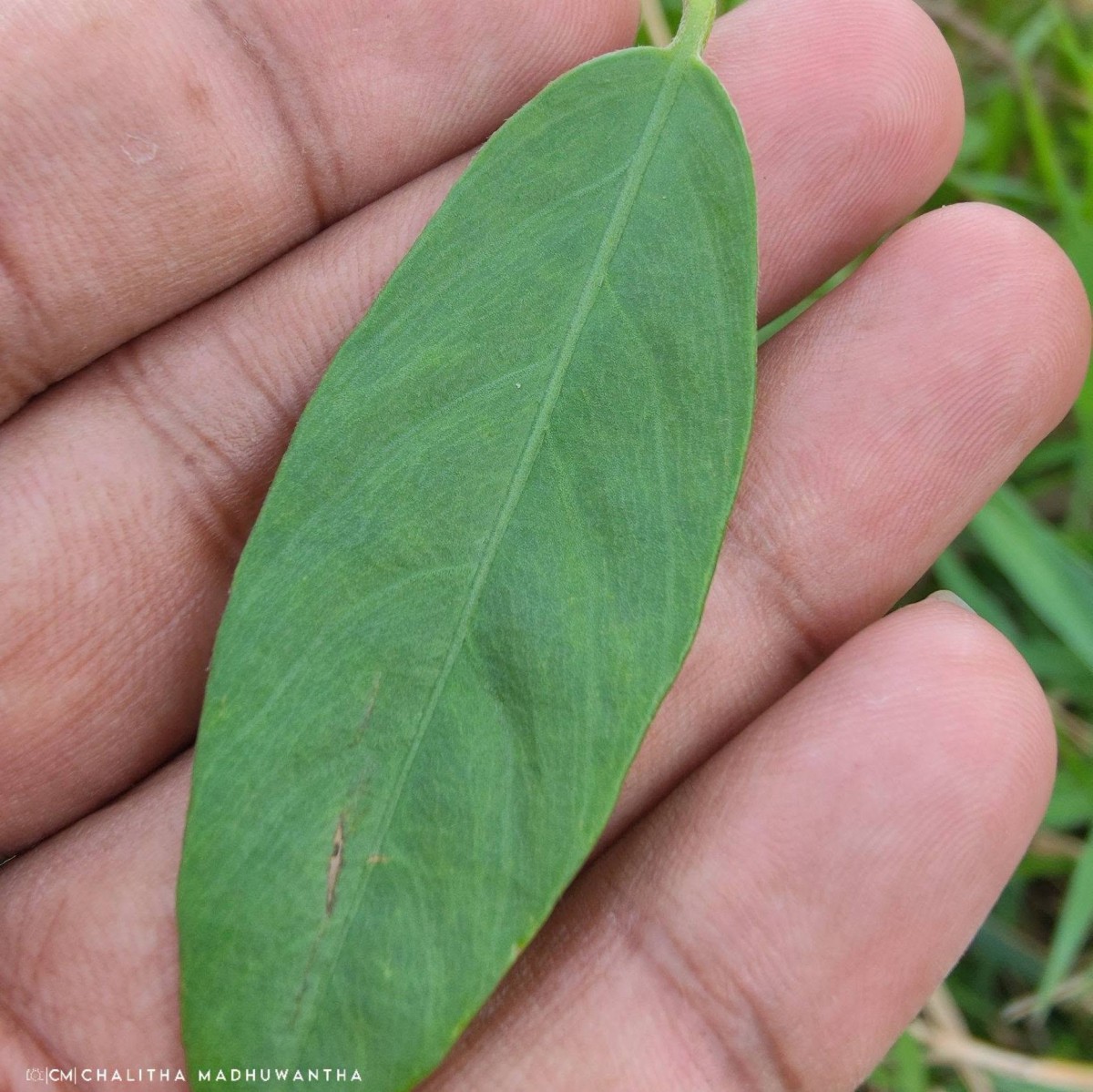 Aniseia martinicensis (Jacq.) Choisy