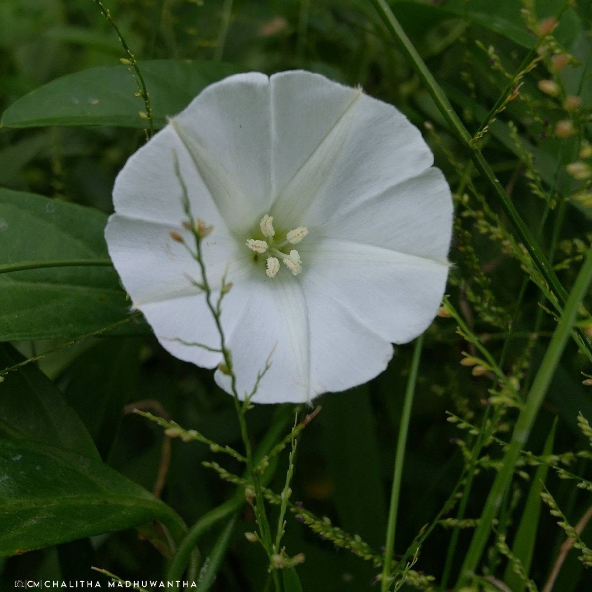 Aniseia martinicensis (Jacq.) Choisy
