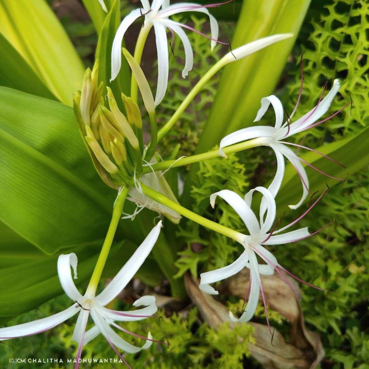 Crinum asiaticum L.