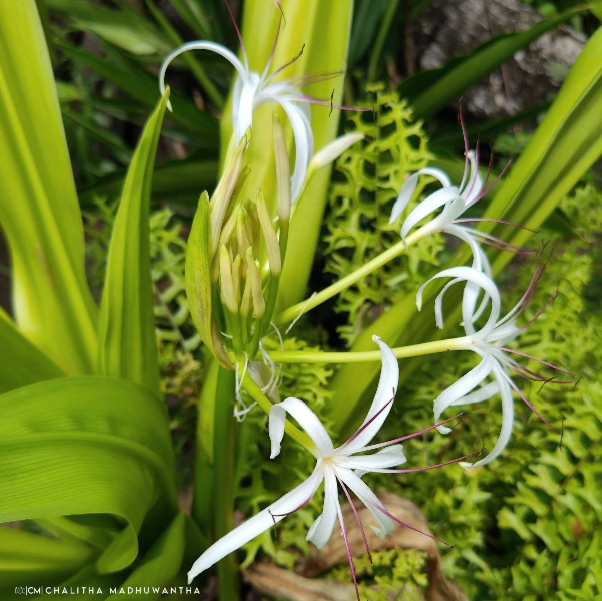 Crinum asiaticum L.