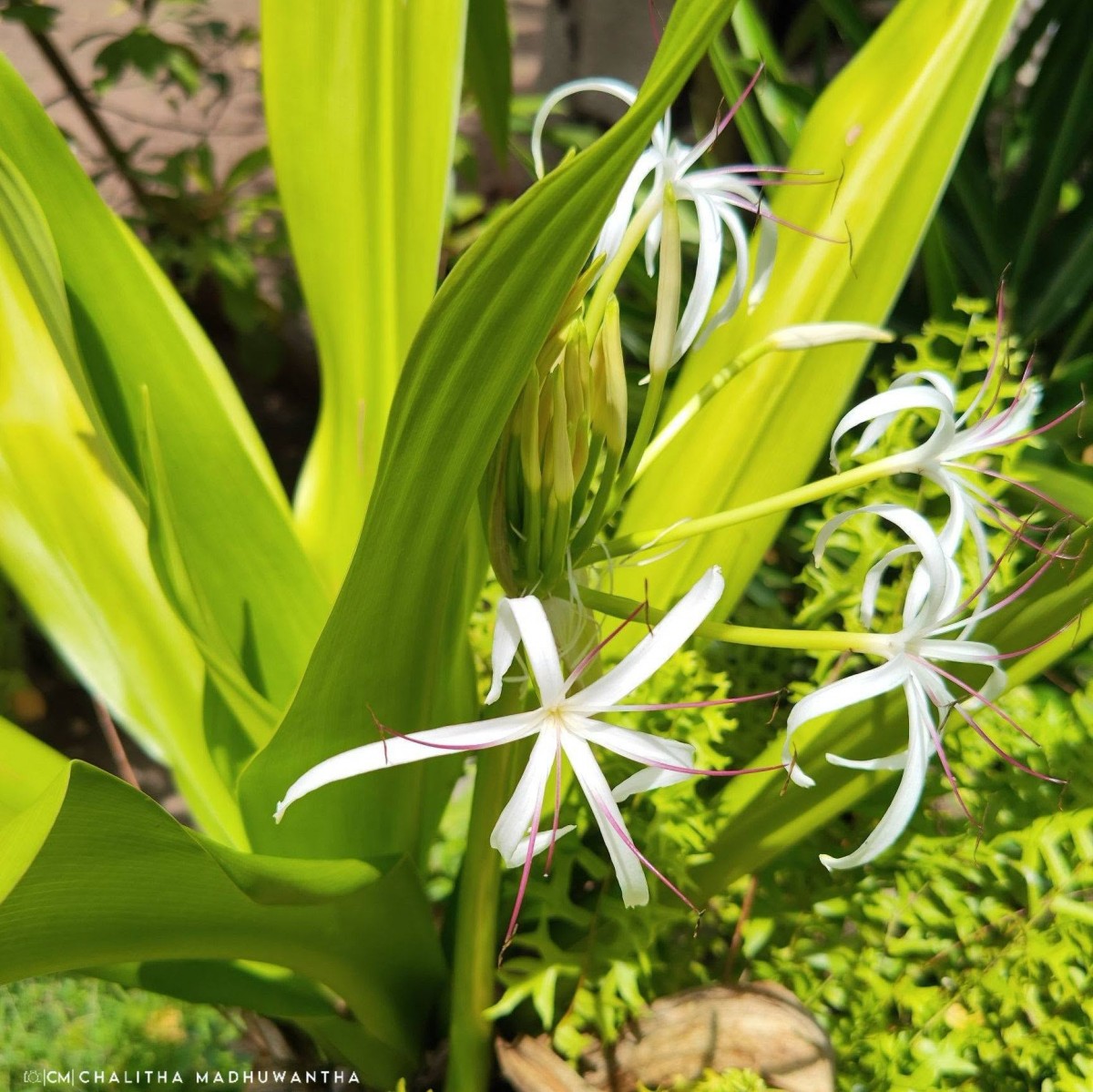 Crinum asiaticum L.