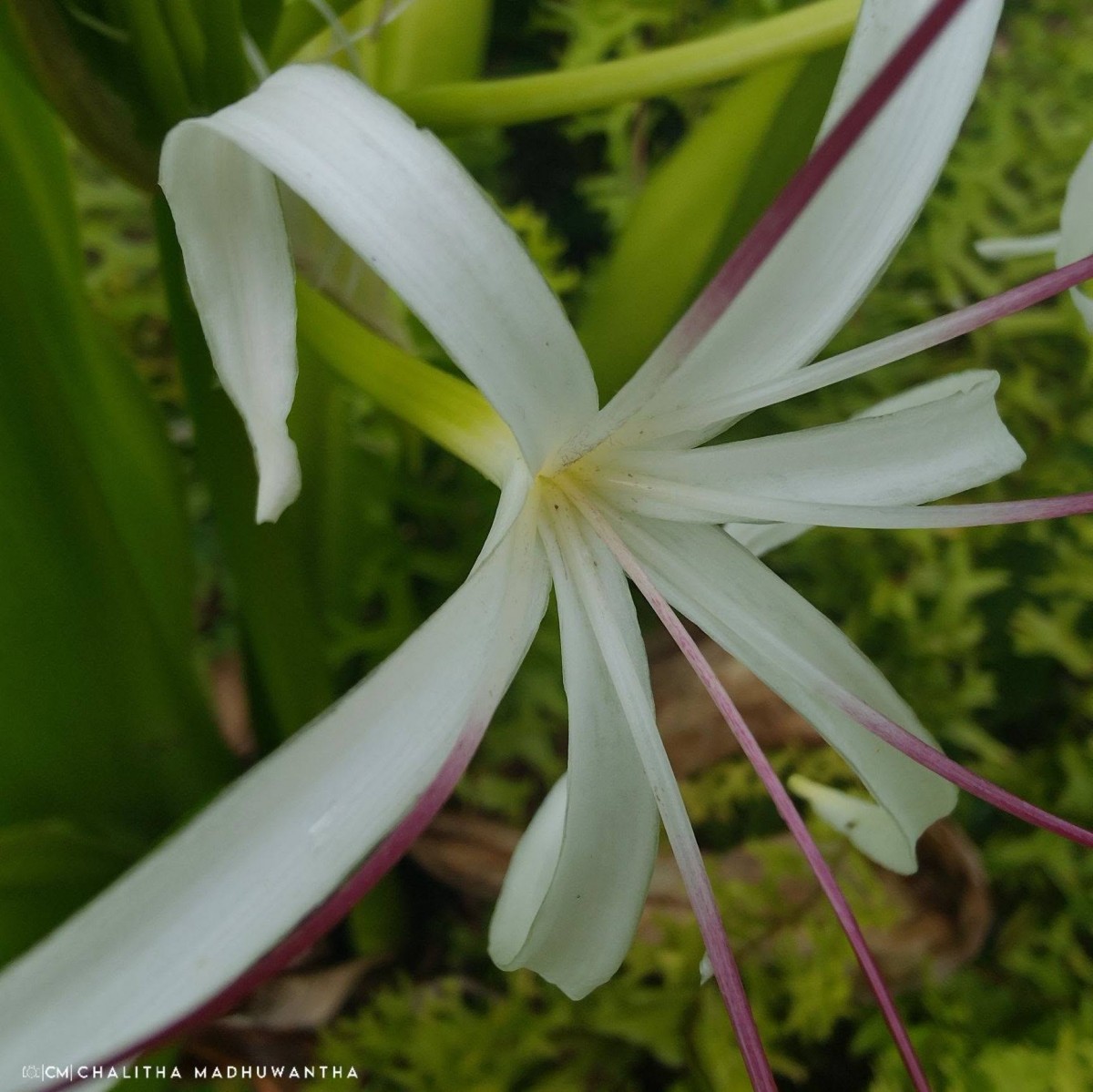 Crinum asiaticum L.