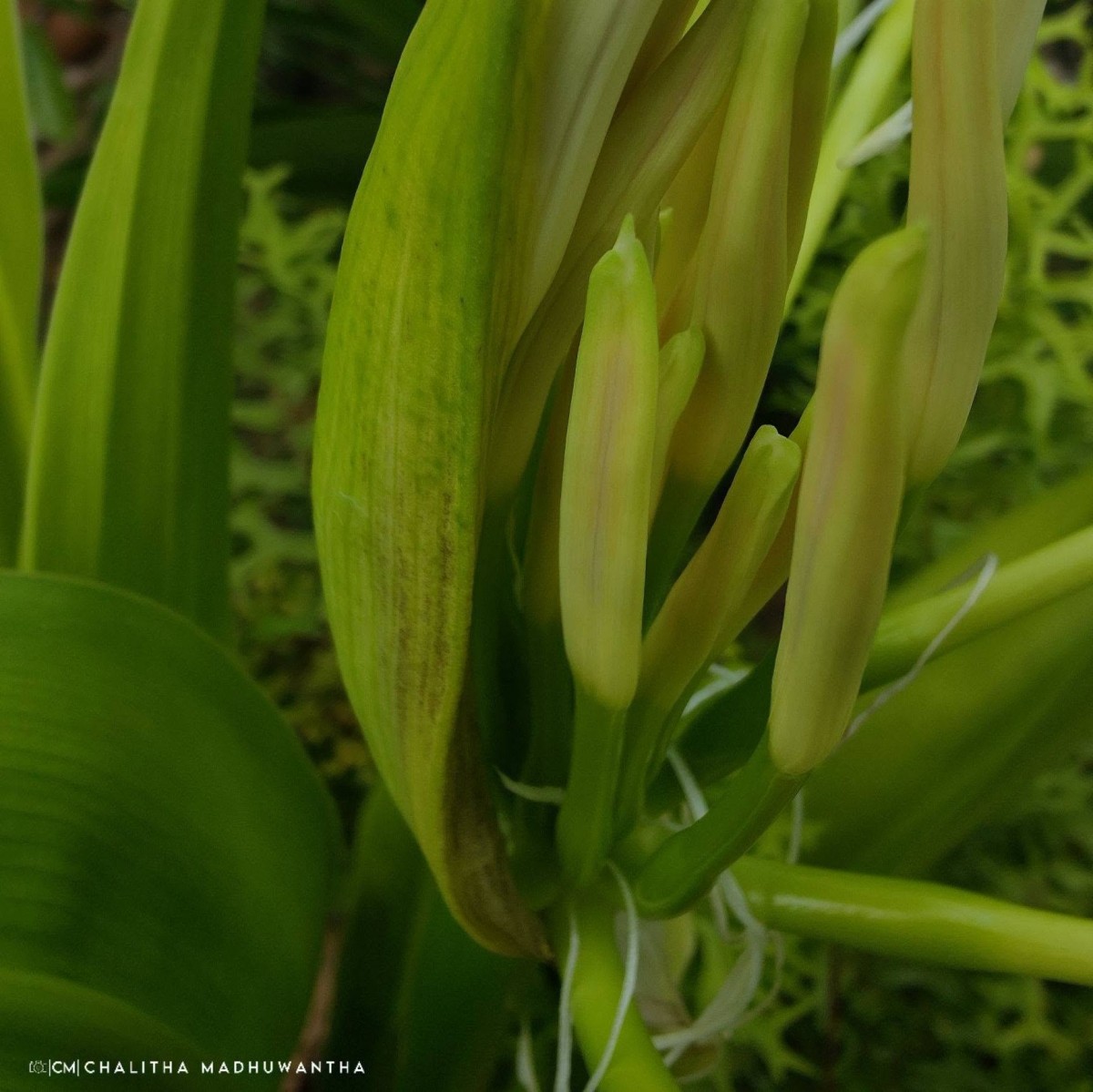 Crinum asiaticum L.
