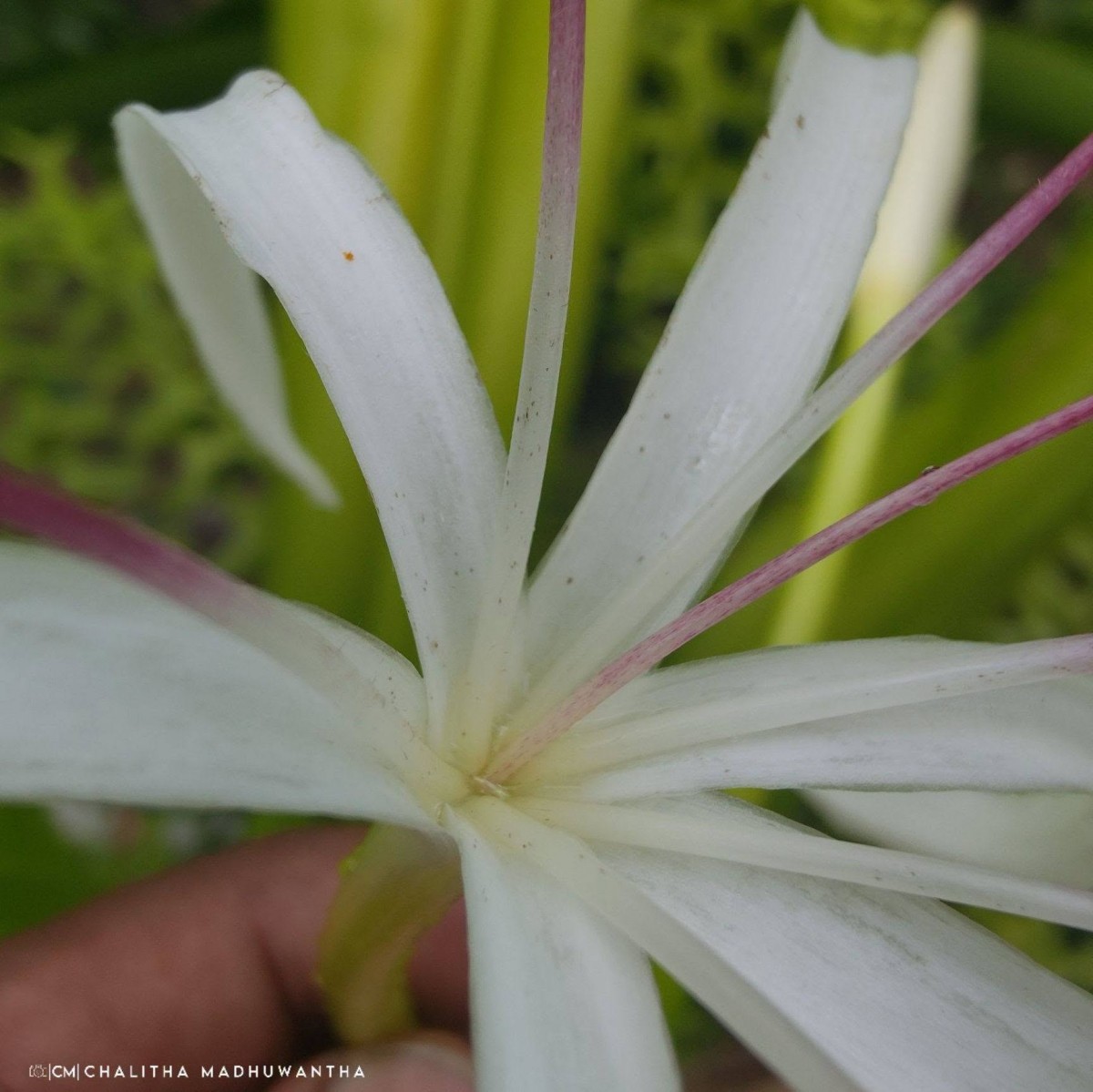 Crinum asiaticum L.