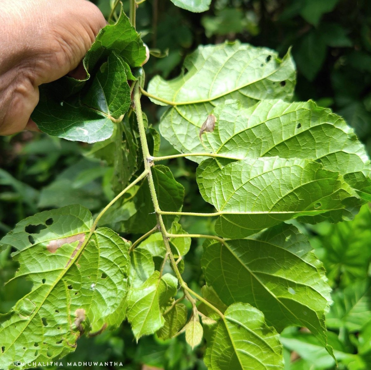 Croton caudatus Geiseler