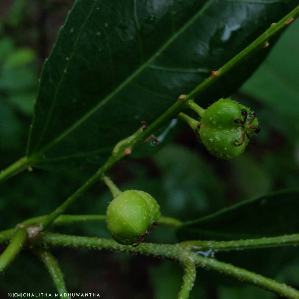 Croton klotzschianus (Wight) Thwaites