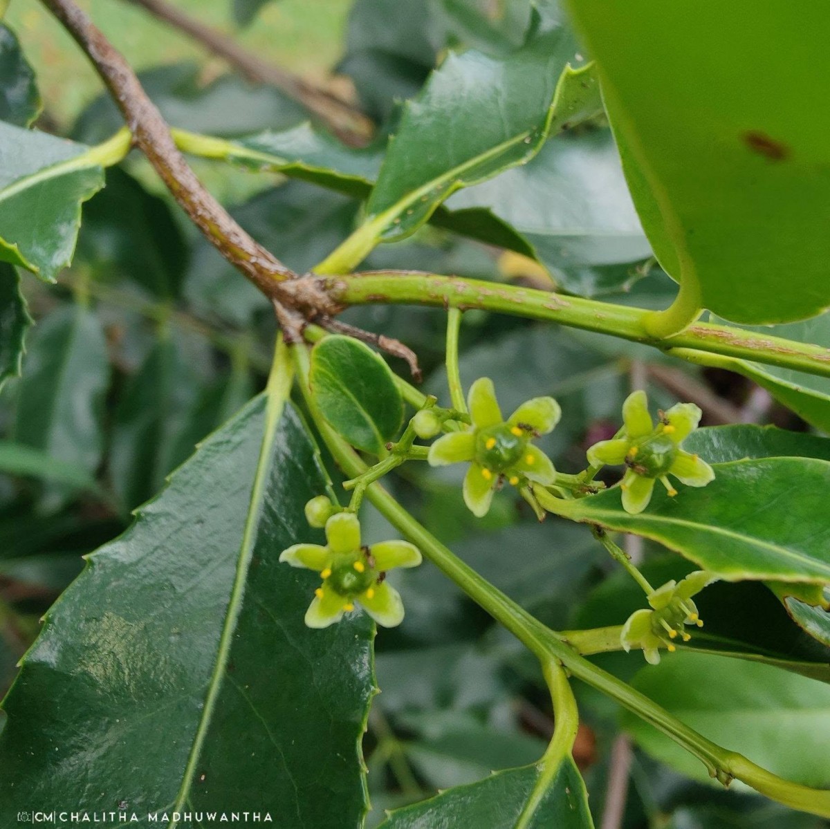 Elaeodendron glaucum (Rottb.) Pers.