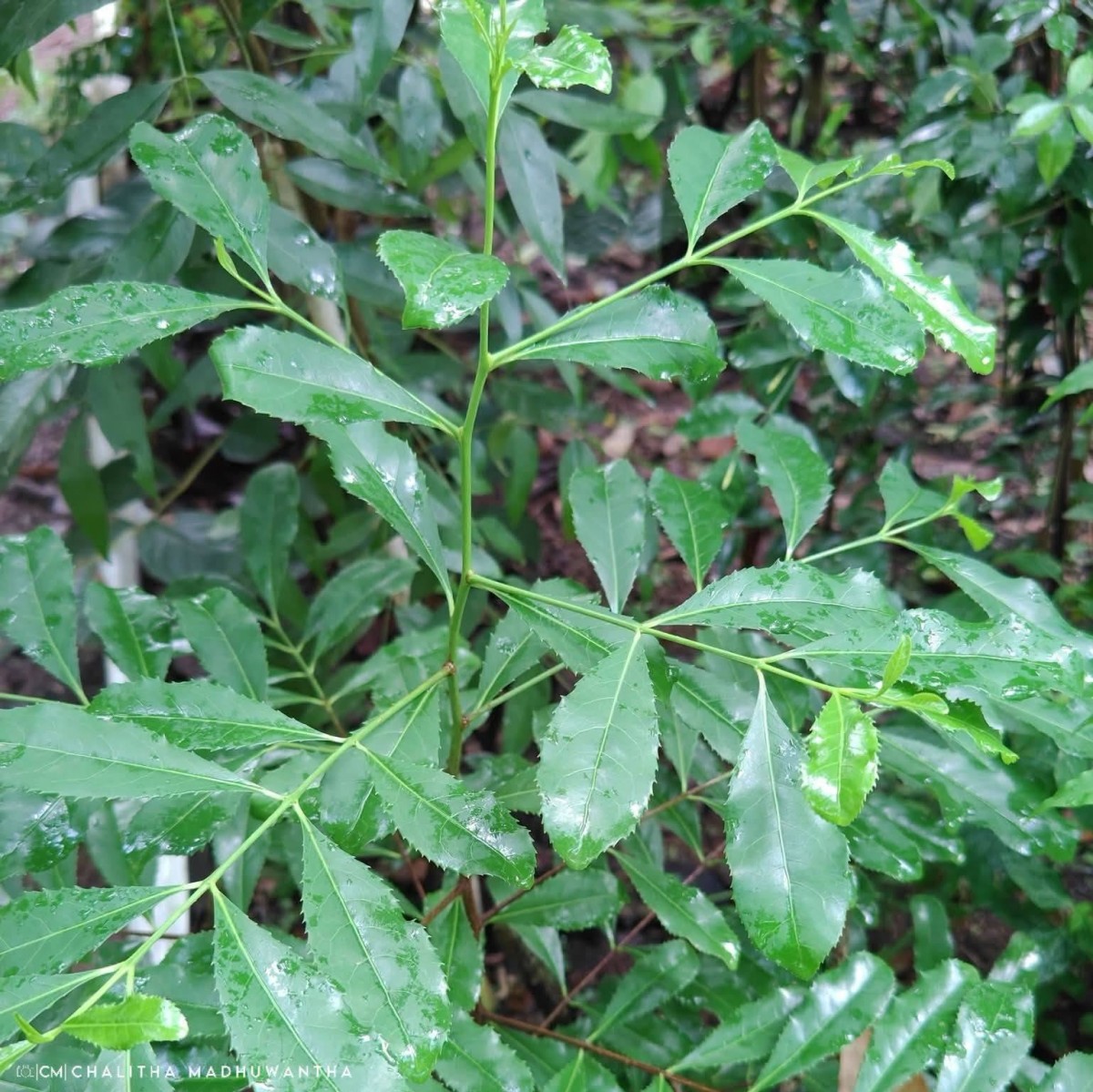 Elaeodendron glaucum (Rottb.) Pers.